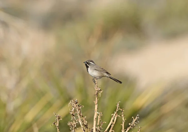 Black Throated Sparrow in the Desert — Stock Photo, Image