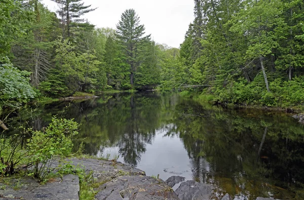 Bayou Backwater nel bosco del Nord — Foto Stock