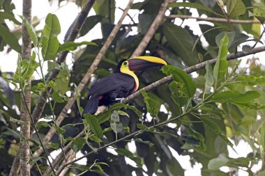 Ormanın içinde kestane Mandibled Toucan