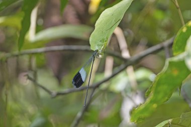 Helikopter kızböcekleri tropikal