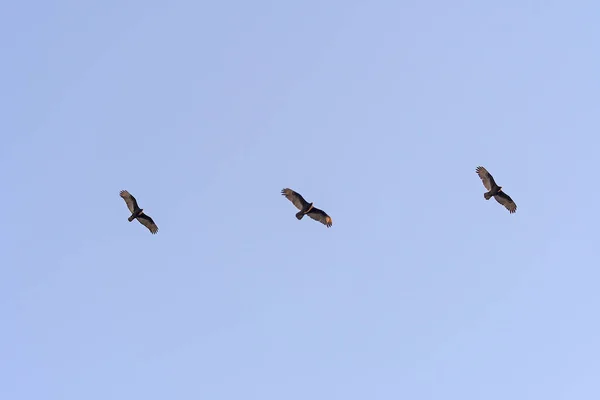 Avvoltoi turchi che volano al tramonto — Foto Stock