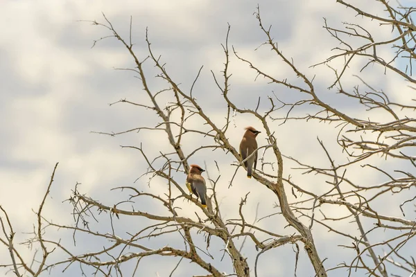 Cedro Waxwings in un vecchio albero — Foto Stock