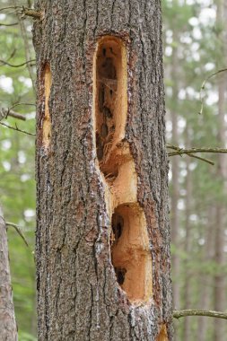 Çam ağacı delikler ağaçkakan
