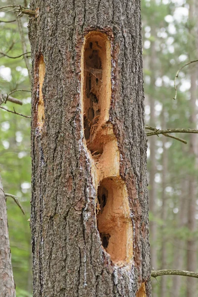 Buracos de pica-pau em uma árvore de pinheiro — Fotografia de Stock