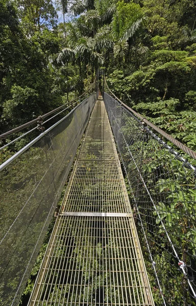 Ponte pendurada em uma floresta de nuvens — Fotografia de Stock