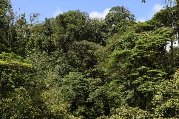 Vegetación del dosel del bosque nuboso — Foto de Stock