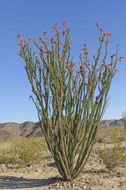 Ocotillo in Bloom in the Desert clipart