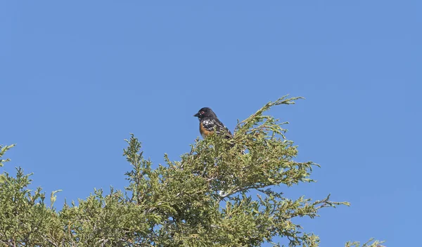 Geflecktes Towhee in einem Badlands-Baum — Stockfoto