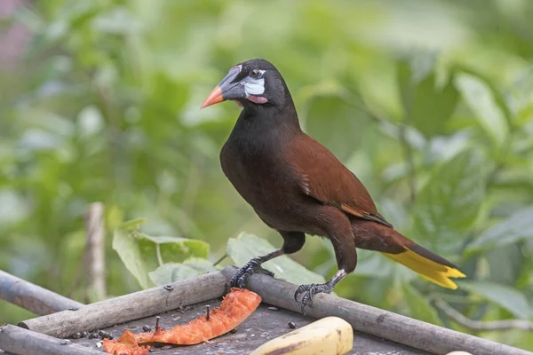 Montezuma Oropendola en un alimentador —  Fotos de Stock