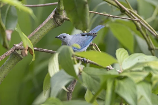 Blå grå Tanager i träden — Stockfoto