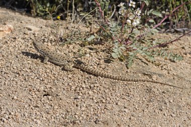Yan başlıdırlar kertenkele çöl izinde