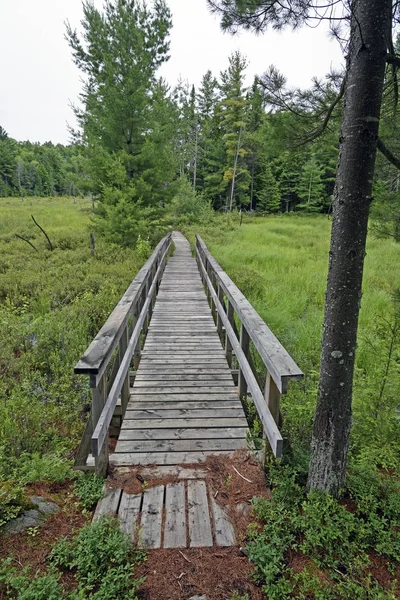 Boardwalk через ліс болото — стокове фото