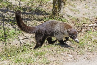 Beyaz burunlu Coati ormandan geliyor