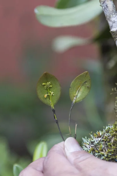 Tiny Rainforest Orchids — Stock Photo, Image