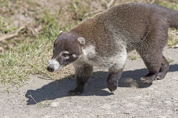 Fechar de um Coati — Fotografia de Stock