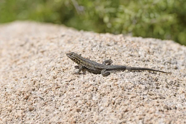 Side Blotched Lizard on a Desert Rock — Stock Photo, Image