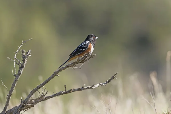 Pettyes Towhee kibúvása — Stock Fotó