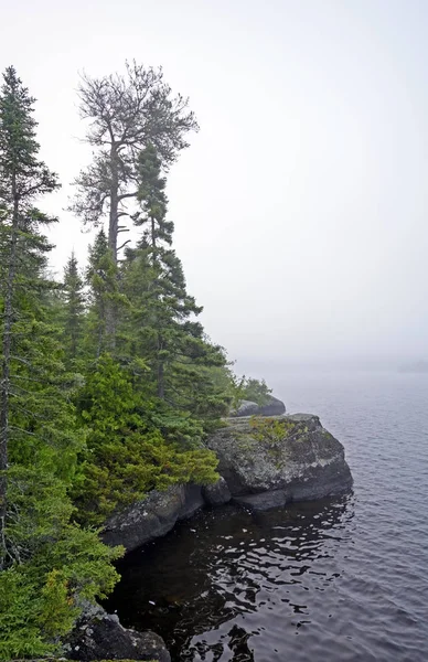 Nevoeiro da manhã nos bosques do norte — Fotografia de Stock