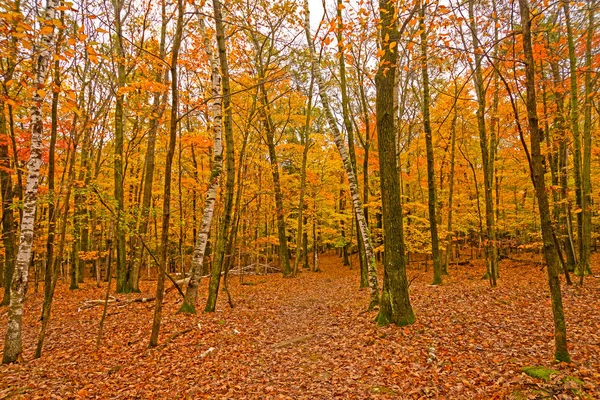 Folhas coloridas nas árvores e no chão — Fotografia de Stock