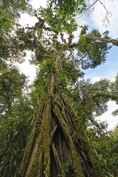 Estrangulador Fig Crescendo em uma árvore velha — Fotografia de Stock