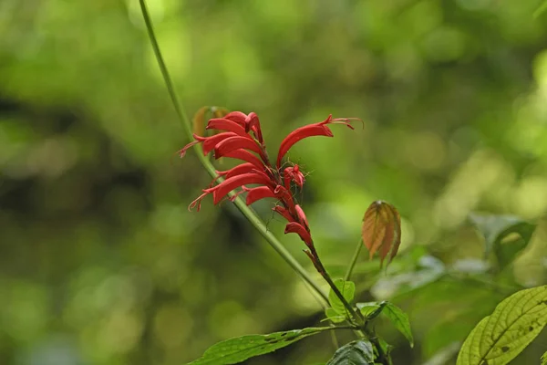 Μοναδικό κόκκινα λουλούδια στο τροπικό δάσος — Φωτογραφία Αρχείου