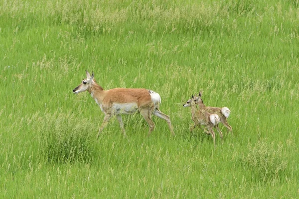 Pronghorn Antelope Mother with Babies — Stock Photo, Image