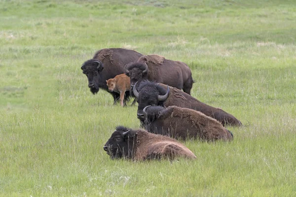 Bison állomány a síkságon — Stock Fotó