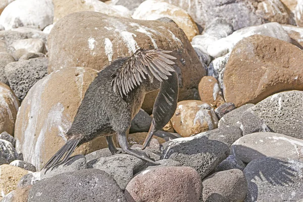 Flightless Cormorant Preening sur une côte rocheuse — Photo