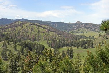 Yaz aylarında Black Hills Panorama