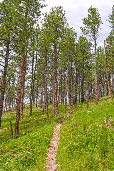 Traseu montan în pini — Fotografie, imagine de stoc