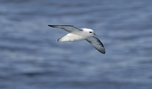 Fulmar settentrionale in volo — Foto Stock