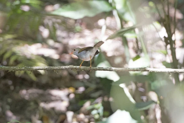 Orange Billed nightingale thrush in the Forest — Stock Photo, Image