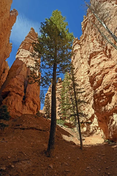 Pini solitari in un profondo canyon — Foto Stock