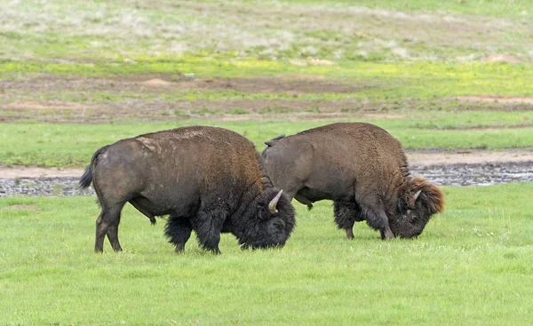 Bison bete i Black Hills — Stockfoto