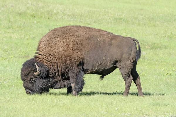 Alimentation des bisons dans les prairies — Photo