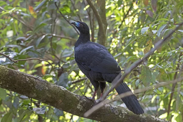 Guan nero nella foresta — Foto Stock