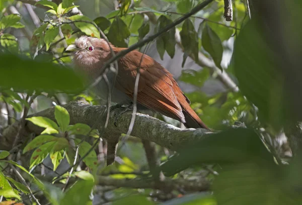 Squirrel Cuckoo Hiding in the Forest — Stock Photo, Image