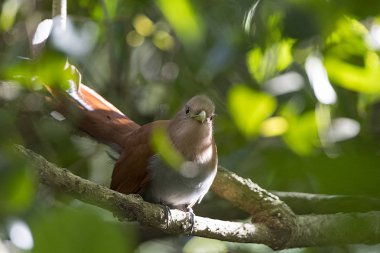 Ormana doğru seyir sincap guguk kuşu