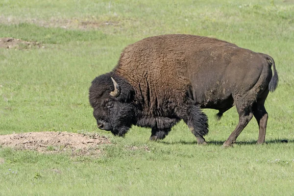 Bison in the Prairie — Stock Photo, Image