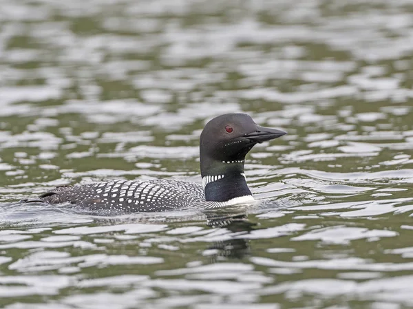 Common Loon on on the Lake — стоковое фото