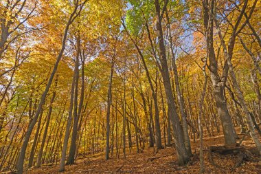 Sarı bir Katedrali ile yürüyüş