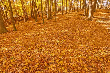 Sonbaharda orman zemini