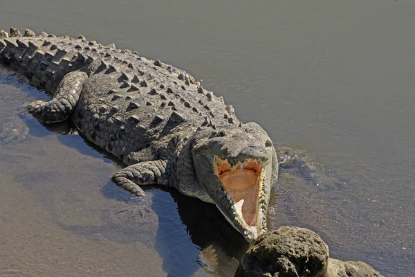 Mirando dentro de la boca de un cocodrilo — Foto de Stock