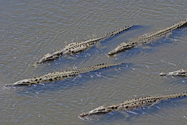 Cocodrilos patrullando en un río tropical — Foto de Stock