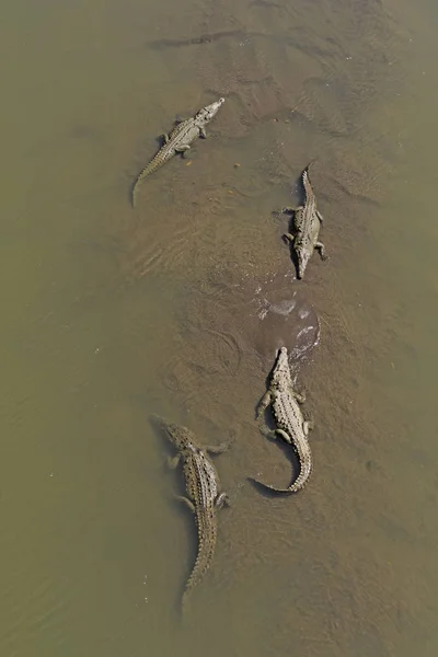 Crocodilos descansando em um Mudbank — Fotografia de Stock