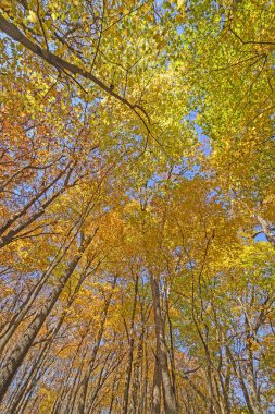Sonbaharda Renkli Orman Kanopisi