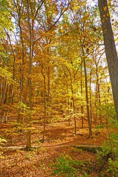 Sendero tranquilo arrojado por el bosque de otoño —  Fotos de Stock