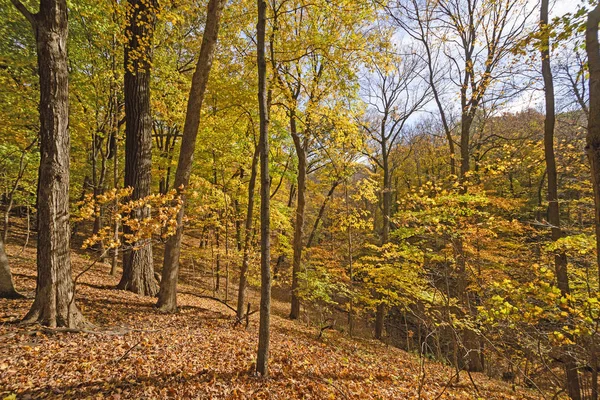 Sonbaharda Bir Ortabatı Ormanı Renkli Ridge — Stok fotoğraf