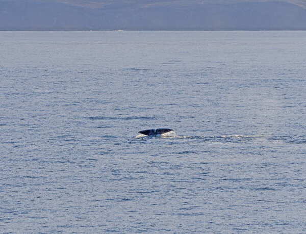 Bowhead whale flukes in the arctic
