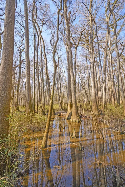 底地， 硬木森林， 湿地在太阳 — 图库照片
